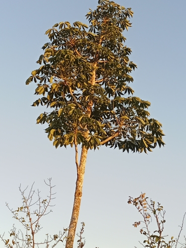 Cussonia zimmermannii Harms