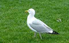Larus argentatus