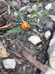 Coccinella septempunctata