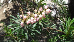 Comarostaphylis polifolia