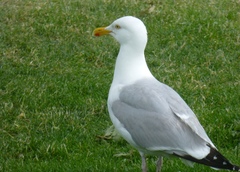 Larus argentatus