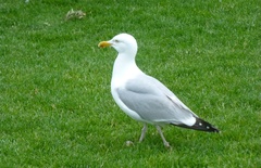 Larus argentatus