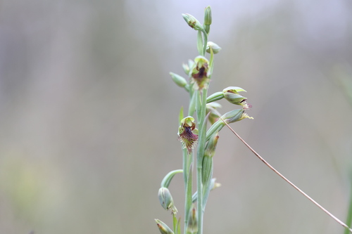 Image of Calochilus campestris by (c) Liam southwell, some rights reserved (CC BY)