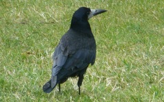 Corvus frugilegus