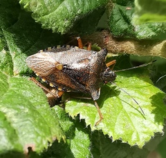 Pentatoma rufipes