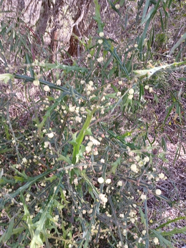 Image of Acacia alata by (c) Leon Perrie, some rights reserved (CC BY)