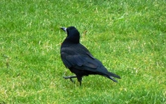 Corvus frugilegus