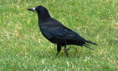 Corvus frugilegus