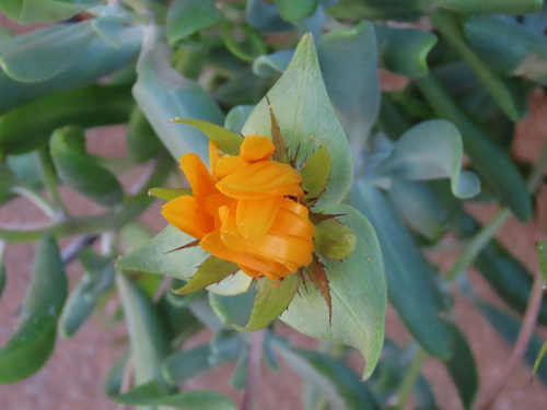 Image of Grey Dune Saladbush (Didelta carnosa) by no rights reserved