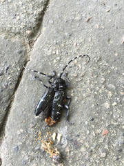 Anoplophora chinensis