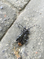 Anoplophora chinensis