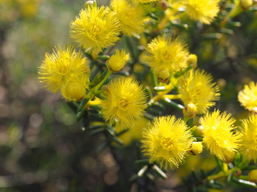 Image of Verticordia chrysantha by (c) Hugo Innes, some rights reserved (CC BY)