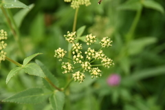 Thaspium trifoliatum flavum