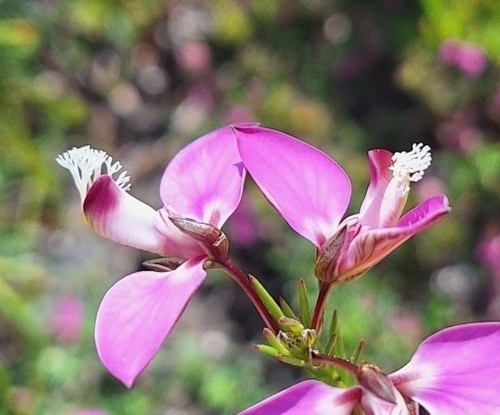 Image of Polygala umbellata by (c) Adele SL, some rights reserved (CC BY)