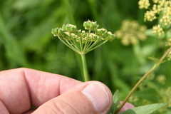 Thaspium trifoliatum flavum