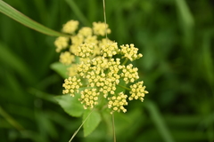 Thaspium trifoliatum flavum