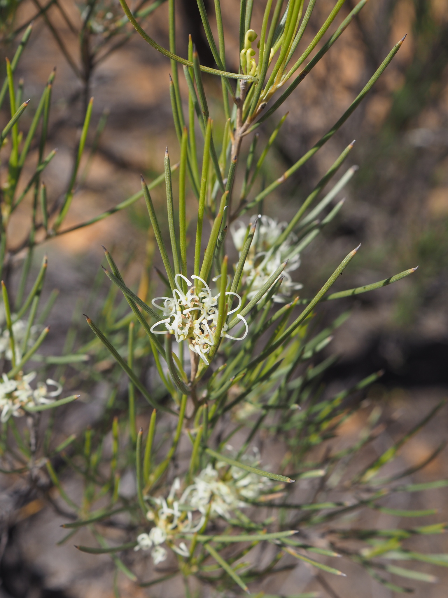 Grevillea acacioides