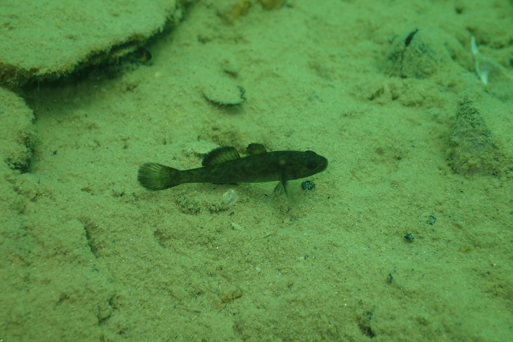 Sarasin's goby (Mugilogobius sarasinorum) — Gobiidae