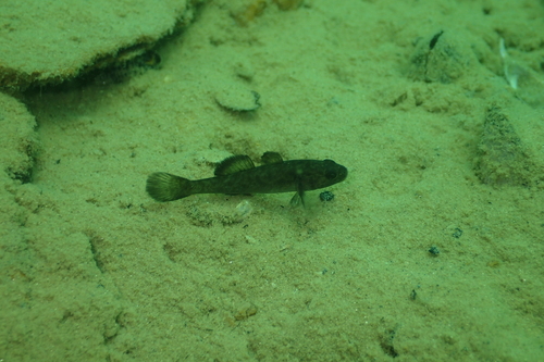 Sarasin-grondel (Mugilogobius sarasinorum) — Gobiidae