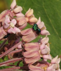 Euperilampus triangularis