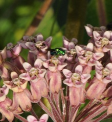 Euperilampus triangularis