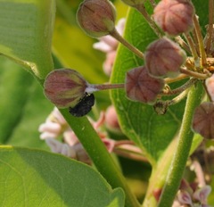 Rhyssomatus lineaticollis