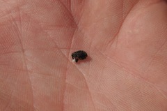 Rhyssomatus lineaticollis