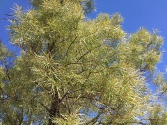 Hakea arborescens