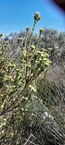 Leucadendron stellare, photograph 3
