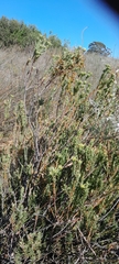 Leucadendron stellare, photograph (c) James Deacon, some rights reserved (CC BY-SA)