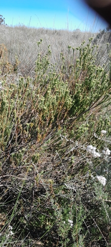 Leucadendron stellare, photograph 5