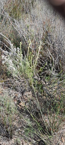 Leucadendron stellare, photograph 6