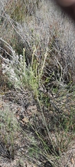 Leucadendron stellare, photograph (c) James Deacon, some rights reserved (CC BY-SA)