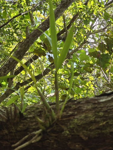 Eria rostriflora observed 2024-09-23