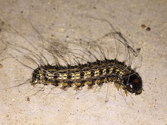 Litoprosopus futilis