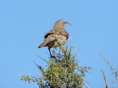 Upucerthia dumetaria