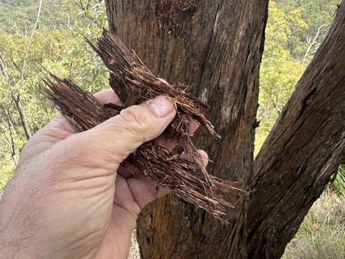 Eucalyptus helidonica 4