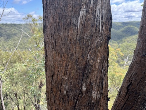 Eucalyptus helidonica 3