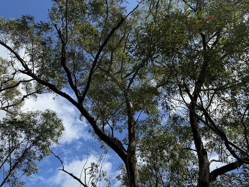 Eucalyptus helidonica