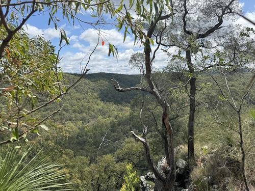 Eucalyptus helidonica 2
