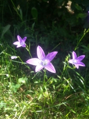 Campanula patula