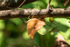 Charaxes varanes
