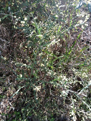 Winged wattle (Acacia alata)