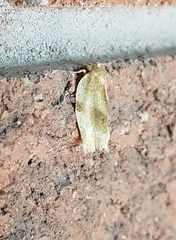 Choristoneura fractivittana