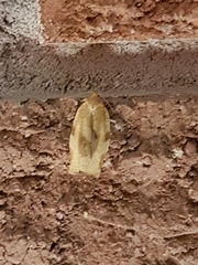 Choristoneura fractivittana