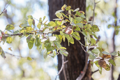 Lysiphyllum cunninghamii