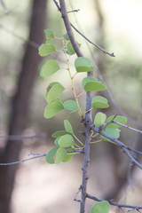 Lysiphyllum cunninghamii