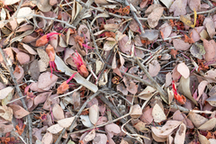 Lysiphyllum cunninghamii