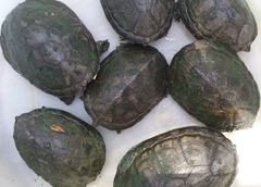 Kinosternon hirtipes