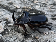 Trichogomphus mongol